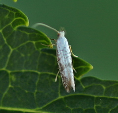 Argyresthia retinella