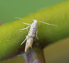 Argyresthia retinella