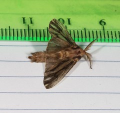 Cryptothelea persimilis