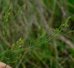Thesium cornigerum