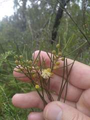 Acacia ptychoclada