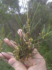 Acacia ptychoclada