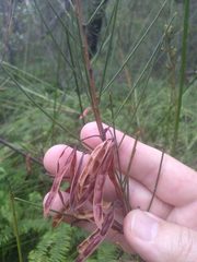 Acacia ptychoclada