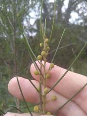 Acacia ptychoclada