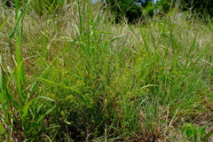 Thesium cornigerum