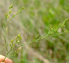 Thesium cornigerum