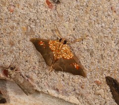 Agrotera ignepicta