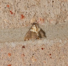 Agrotera longitabulata