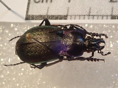 Carabus steuartii