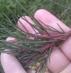 Acacia ptychoclada