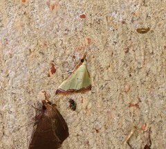 Autocharis hedyphaes