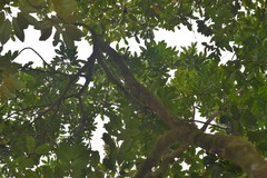 Molinaea alternifolia