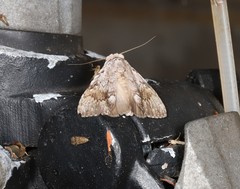 Barasa cymatistis