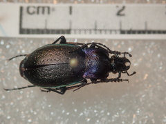 Carabus steuartii