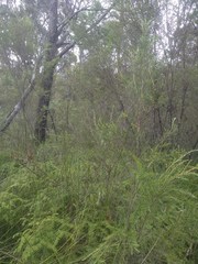 Acacia ptychoclada