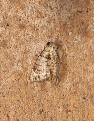 Chlumetia