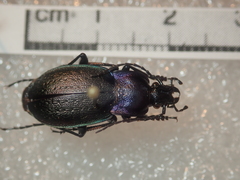 Carabus steuartii