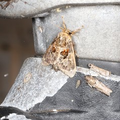 Chalcocelis albiguttatus