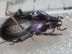 Carabus steuartii