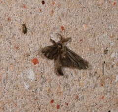 Cryptothelea persimilis