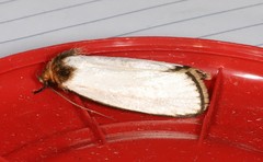 Cryptophasa argyrias