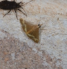 Clupeosoma pellucidalis