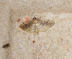 Cotachena fulvomarginalis