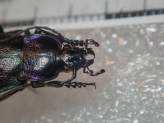 Carabus steuartii