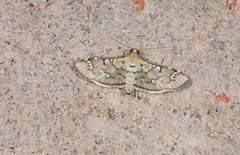 Cotachena hicana