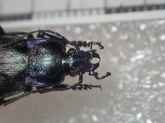 Carabus steuartii