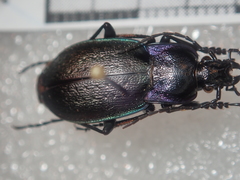 Carabus steuartii
