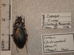 Carabus steuartii