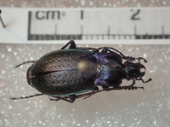 Carabus steuartii