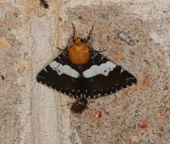 Buzara latizona