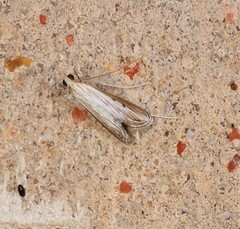 Euclasta maceratalis