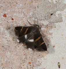 Grammodes oculata