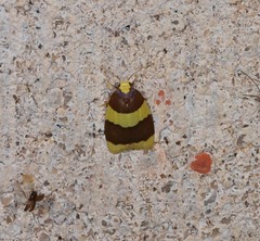 Heterallactis phlogozona