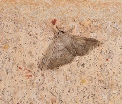 Heterormista modesta