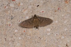 Hymenoptychis sordida