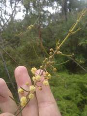 Acacia ptychoclada