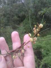 Acacia ptychoclada