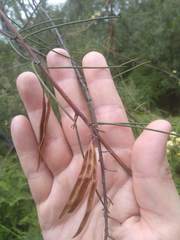 Acacia ptychoclada