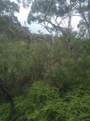 Acacia ptychoclada