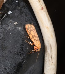 Miltochrista quadrilineata