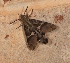 Macroglossum errans
