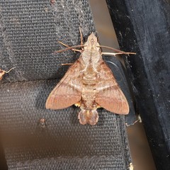 Macroglossum rectans
