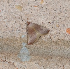 Mataeomera punctilinea