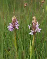 Dactylorhiza majalis sphagnicola
