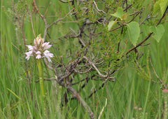 Dactylorhiza majalis sphagnicola