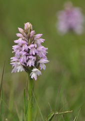 Dactylorhiza majalis sphagnicola